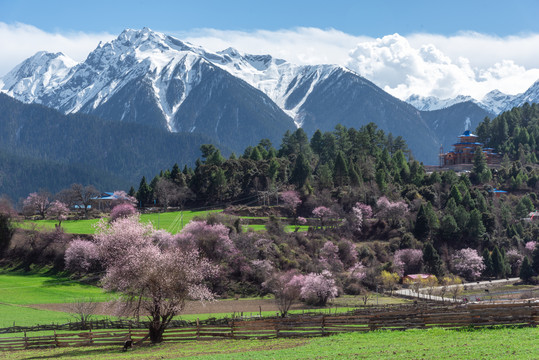 嘎朗湖林芝桃花青稞雪山