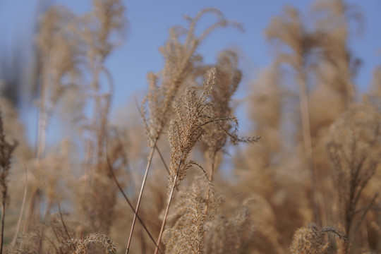 芭茅