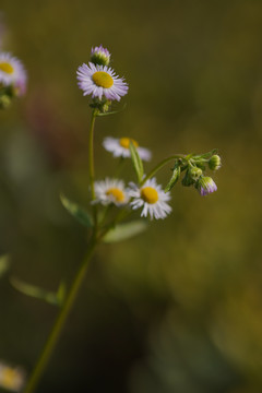 野菊花