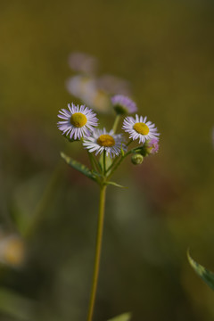 雏菊