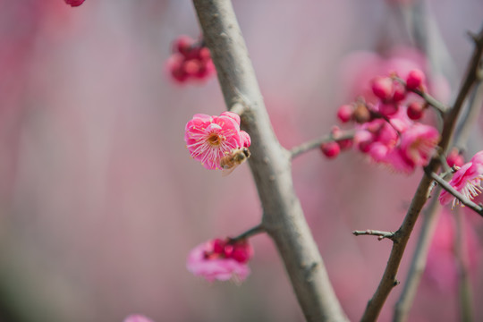 梅花