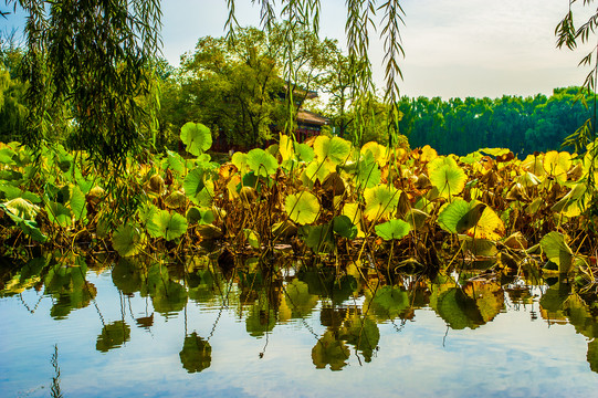 北京圆明园碧湖秋色