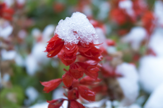 雪中的一串红