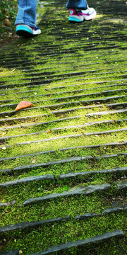 青苔石階路