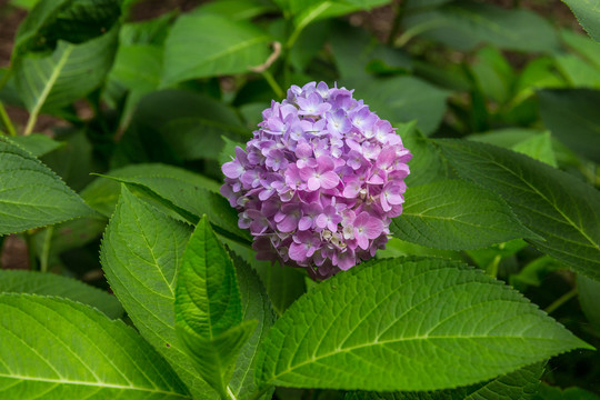 绣球花