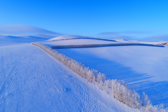 雪域雪原农田防护林雾凇