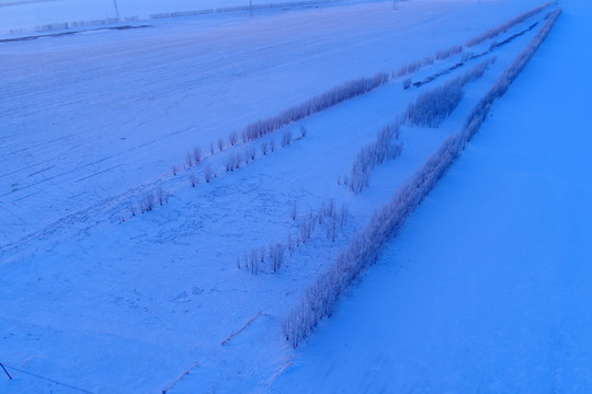 航拍雪原农田防护林雪景