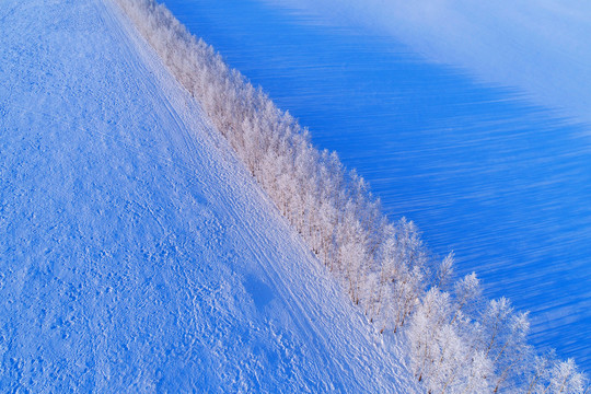 航拍雪原农田防护林