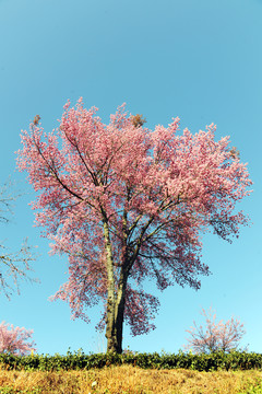 南涧樱花谷