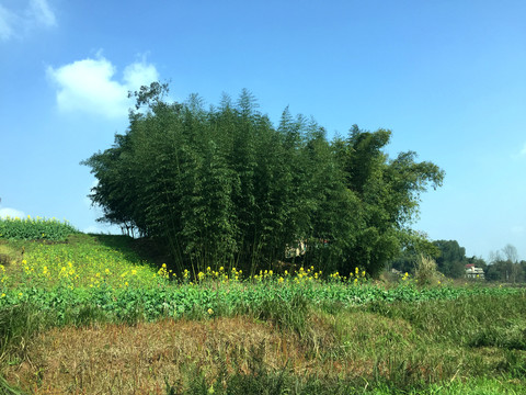 乡村竹林美景