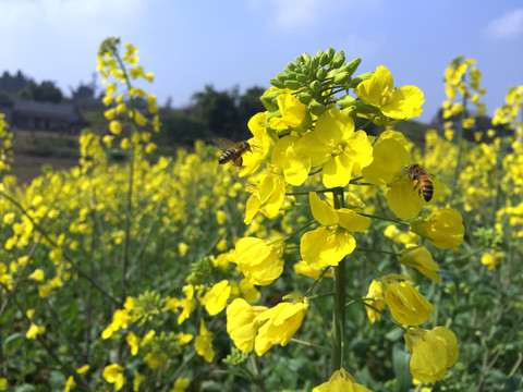 油菜花特写