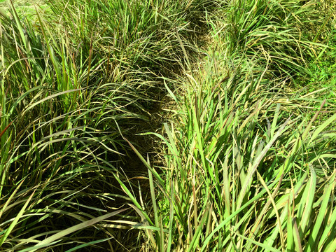 长满野草的小路