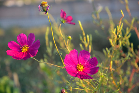 格桑花