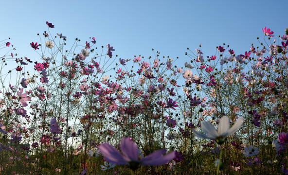 格桑花