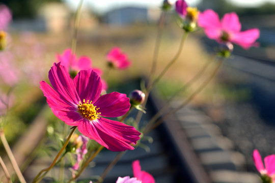 格桑花