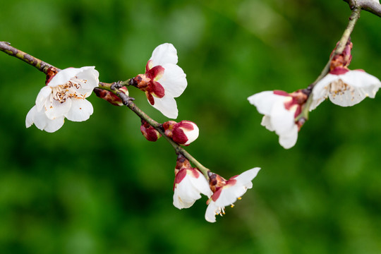 白梅花