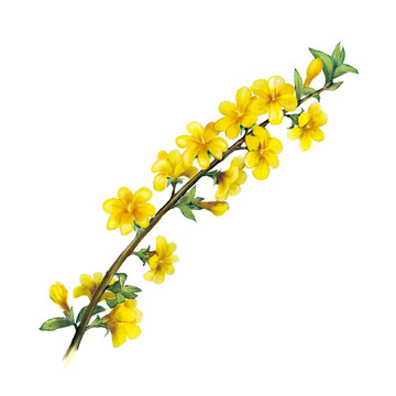 迎春花手繪原創(chuàng)插畫