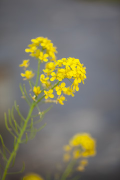 油菜花