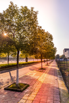 夕阳马路