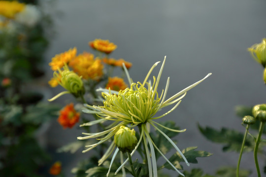 绽放的菊花