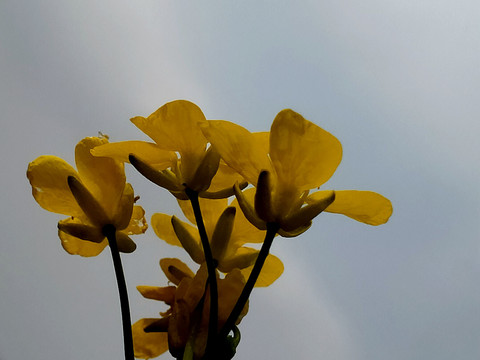 油菜花