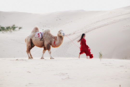 沙漠骆驼美女
