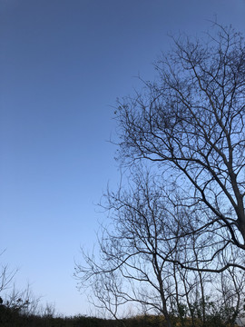 冬天的树木和天空