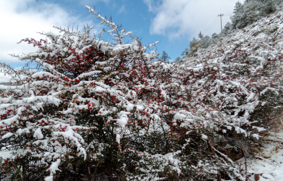 红果白雪