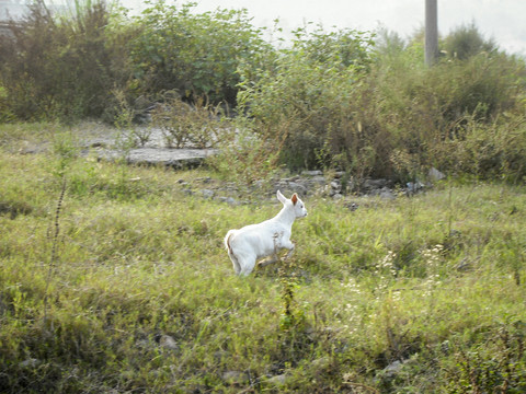 小山羊