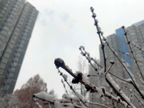 枝头雪花