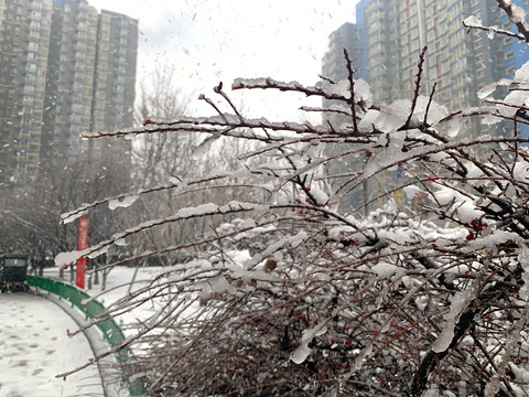 树枝上的雪