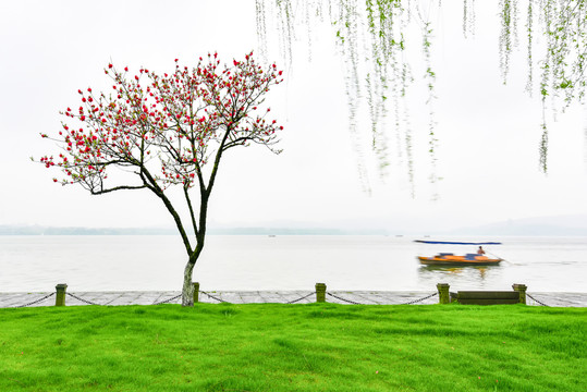 杭州西湖白堤春景绿草桃花