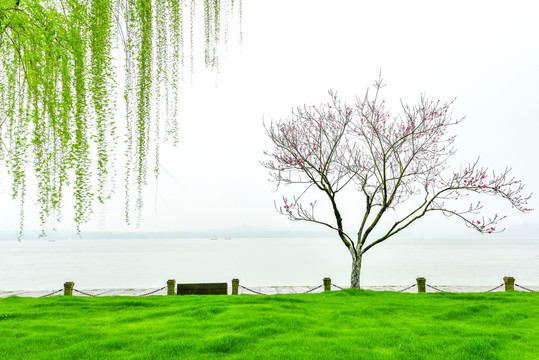 杭州西湖白堤春景绿草桃花