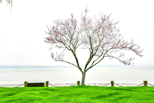 杭州西湖白堤春景绿草桃花