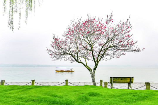 杭州西湖白堤春景绿草桃花