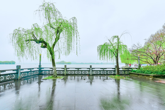 杭州西湖春季绿色垂柳