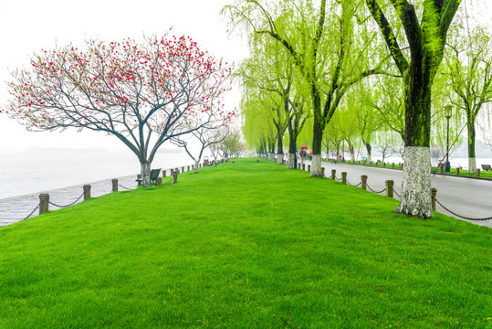 杭州西湖白堤春景绿草与桃花垂柳