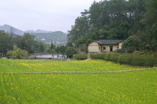 油菜花开韶山冲