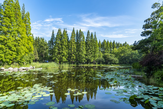 蓝天草地湖泊树林