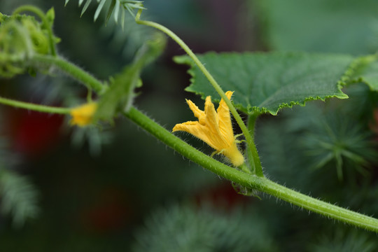 黄瓜花