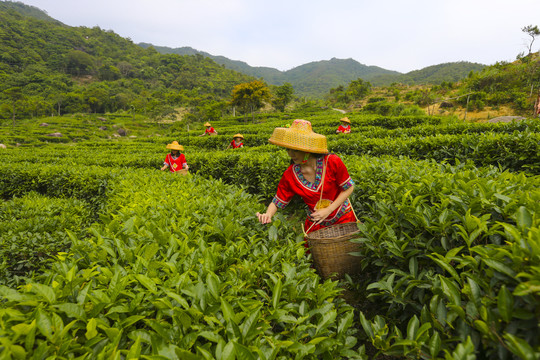 茶叶采摘