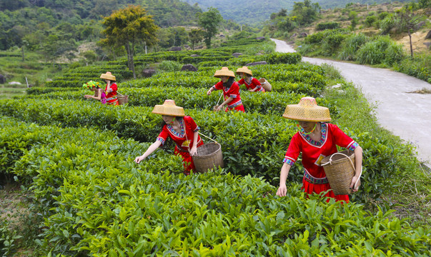 茶叶采摘