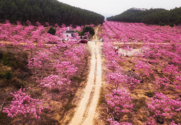 紫花风铃木