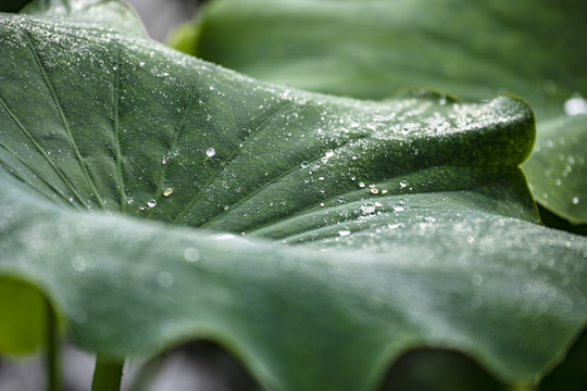 荷叶雨珠