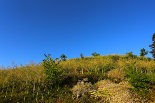 县河马鹿山