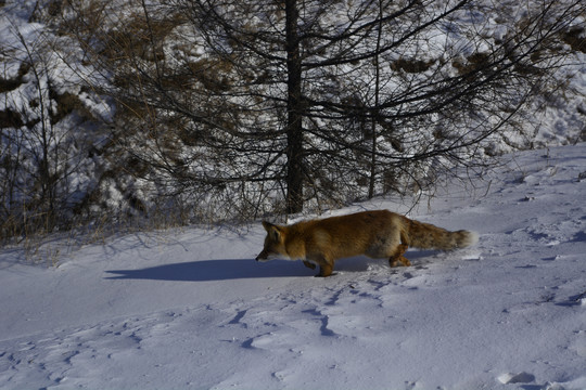 赤狐狐狸