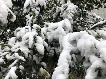 雪景