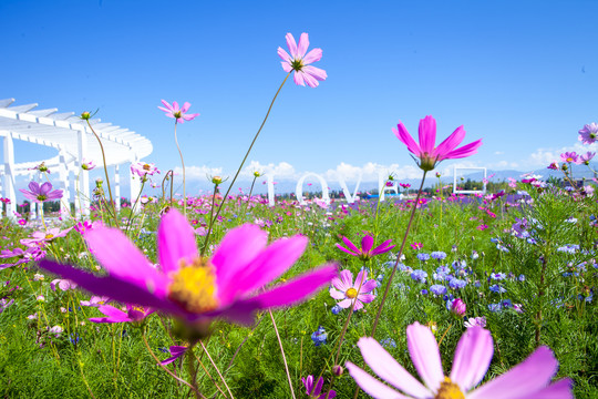 格桑花