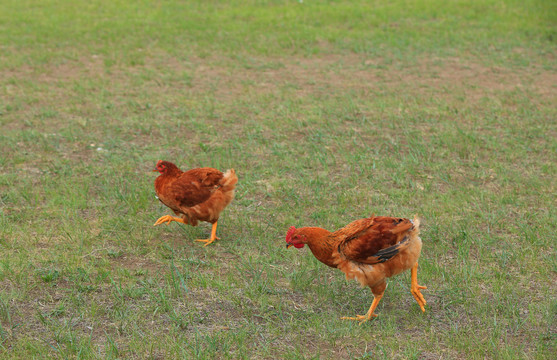 草地上的散养鸡
