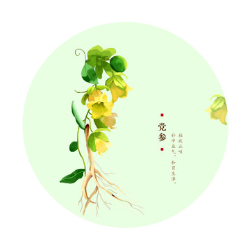 黨參